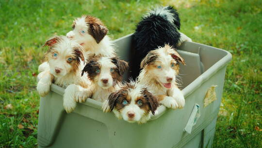 草坪上箱子里装着一群小狗