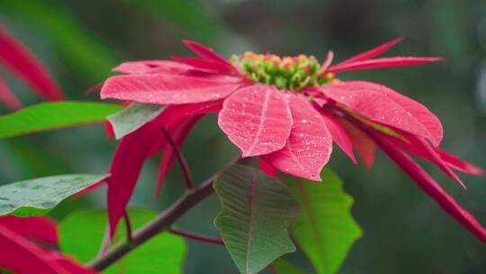 一品红花朵特写雨滴打在花朵上唯美画面