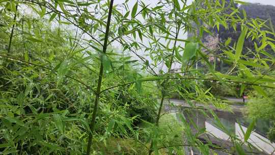 雨清明谷雨竹叶雨水下雨