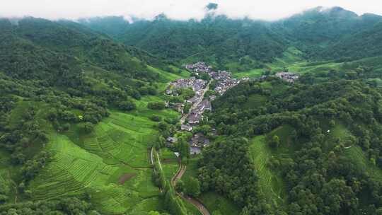 杭州西湖龙井茶园梅家坞清新茶山