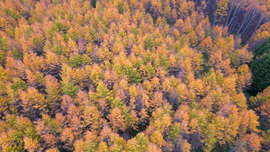 航拍秋天的树林