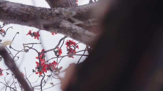 唯美意境岭南特色古建筑旁盛开的百年木棉花