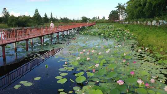 荷花 池塘 小桥