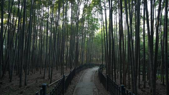 杭州西湖景区植物园