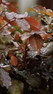 树叶上的雨特写