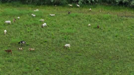波尔山羊草地湿地生态放养吃草航拍