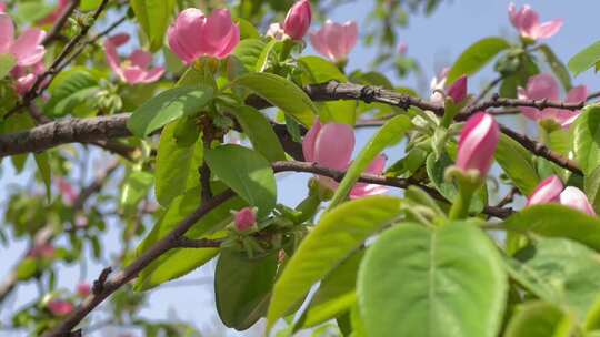 木瓜树粉色花