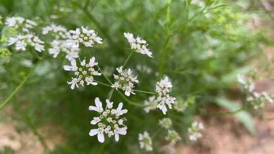 老芫茜花