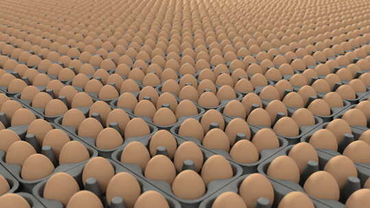 鸡蛋 鸡 蛋 蛋类 蛋白质