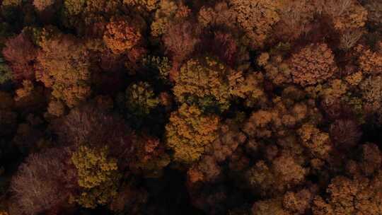 俯视秋天的森林