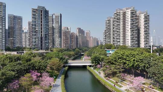 深圳市后海中心河紫花风铃木航拍