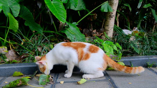 流浪猫 野猫