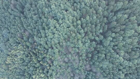 航拍绿色森林蜿蜒盘山公路