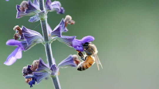 特写蜜蜂采集花蜜