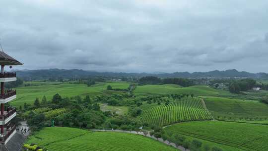 航拍贵州遵义湄潭山野田间夏季茶园风景