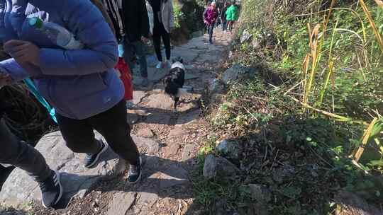 游客与狗徒步在山间石阶小路的场景