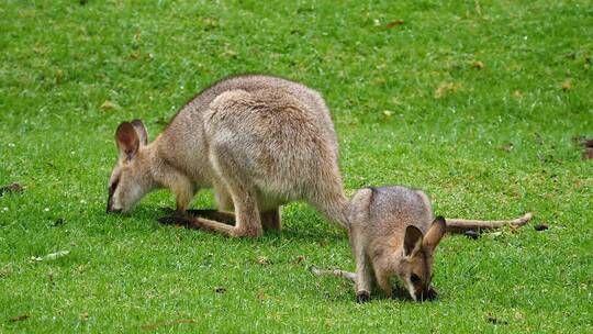 袋鼠在澳大利亚的田野里吃草