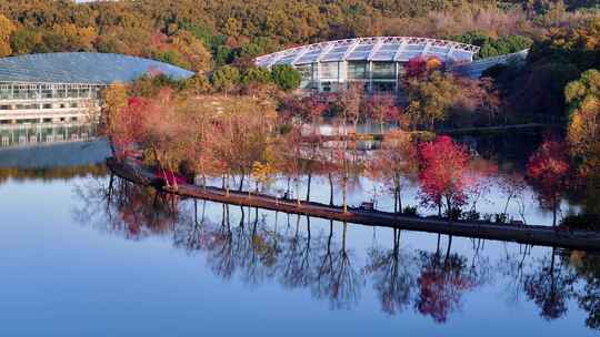 南京秋天 前湖公园 秋天 植物博物馆