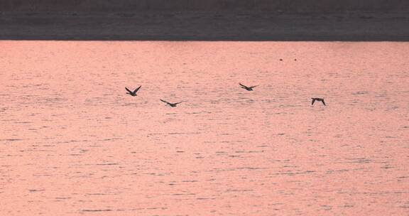 大雁在水面上方飞翔慢镜头系列