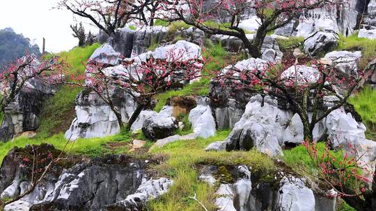 桃花林、连平鹰嘴桃、鹰嘴桃花