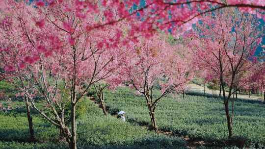 大理无量山樱花谷