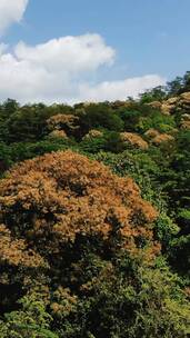 自然风光福建泰宁高山茶叶种植竖屏