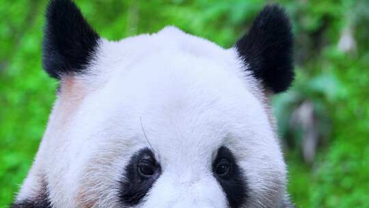 大熊猫吃竹叶特写视频素材模板下载