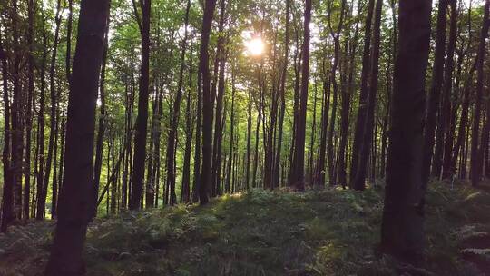 阳光透过森林照射树木视频素材模板下载