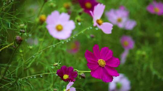 草原格桑花