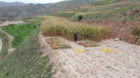 甘肃山地玉米种植