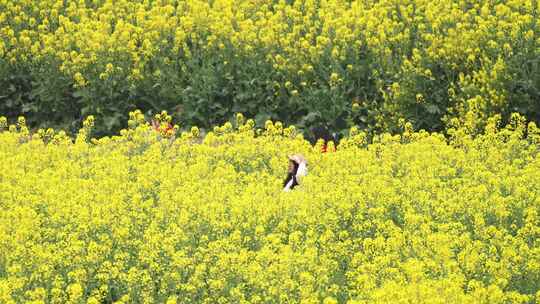 成都天府正兴官塘新村油菜花田园春天