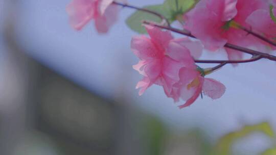 夏天来临桃花坞的桃花盛开出红色的花朵