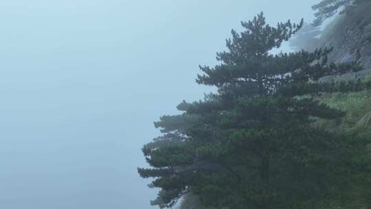 雾天松树云雾缭绕悬崖边松树山林起雾天气