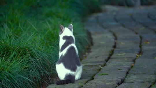 城市里街头一只流浪猫4K视频