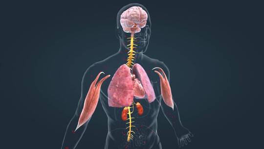 医学人体器官肾脏内分泌系统肾上腺三维动画