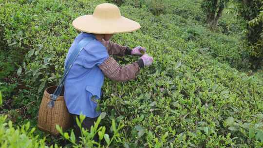 茶园里茶农在采茶叶