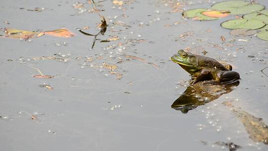 牛蛙蹲坐在水池里