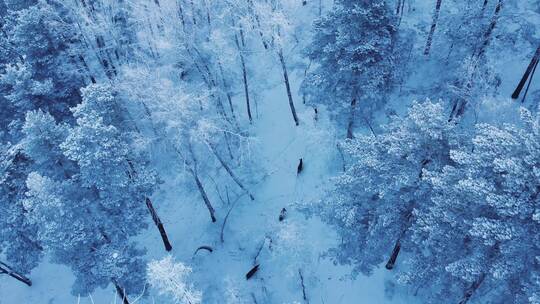 4K树林树木森林秋冬秋天冬季落叶下雪