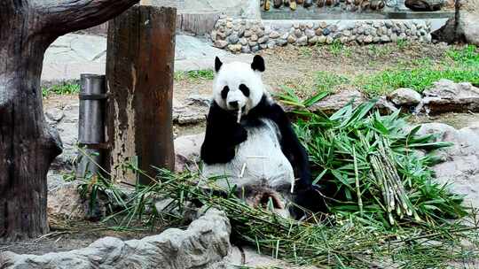 大熊猫吃竹子特写镜头视频素材模板下载