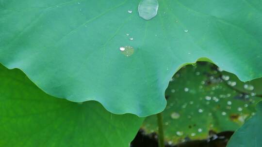 下雨荷叶上的水珠露珠露水