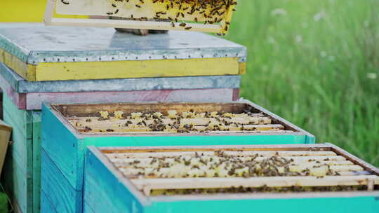 蜜蜂箱好多蜜蜂养殖