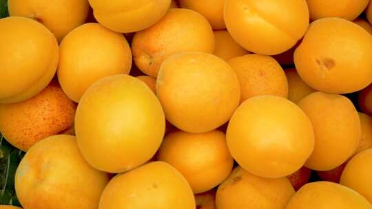 丰收果实 大黄杏