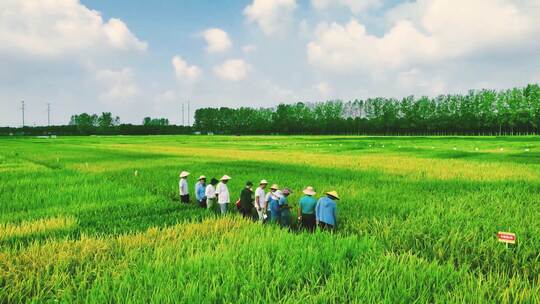 中国杂交水稻育种水稻良种培育基地稻田农业