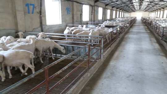 多角度 多镜头 肉羊规模养殖 乡村振兴