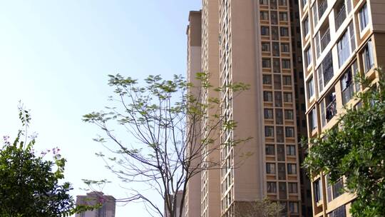 广东城市住宅建筑群枯树树叶