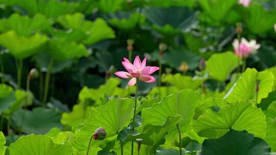 荷花 莲花 夏天