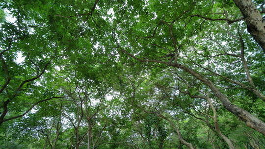 仰视仰拍大树枝叶树荫树林