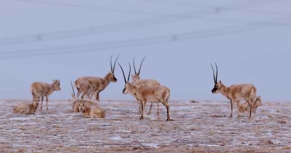 高原野生动物藏羚羊群