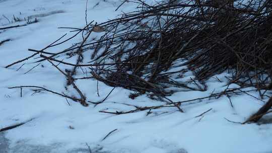 雪地中的枯树枝