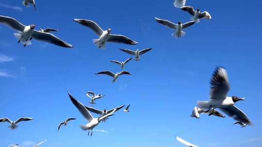 一群海鸥在空中飞翔视频素材模板下载